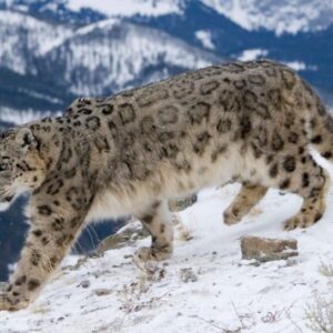 1002snow-lepoard-1-1024x768