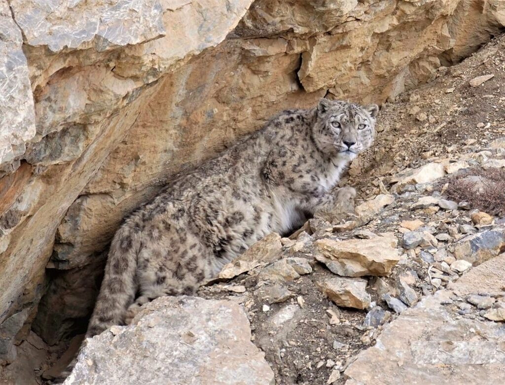 Snow Leopard Spotting