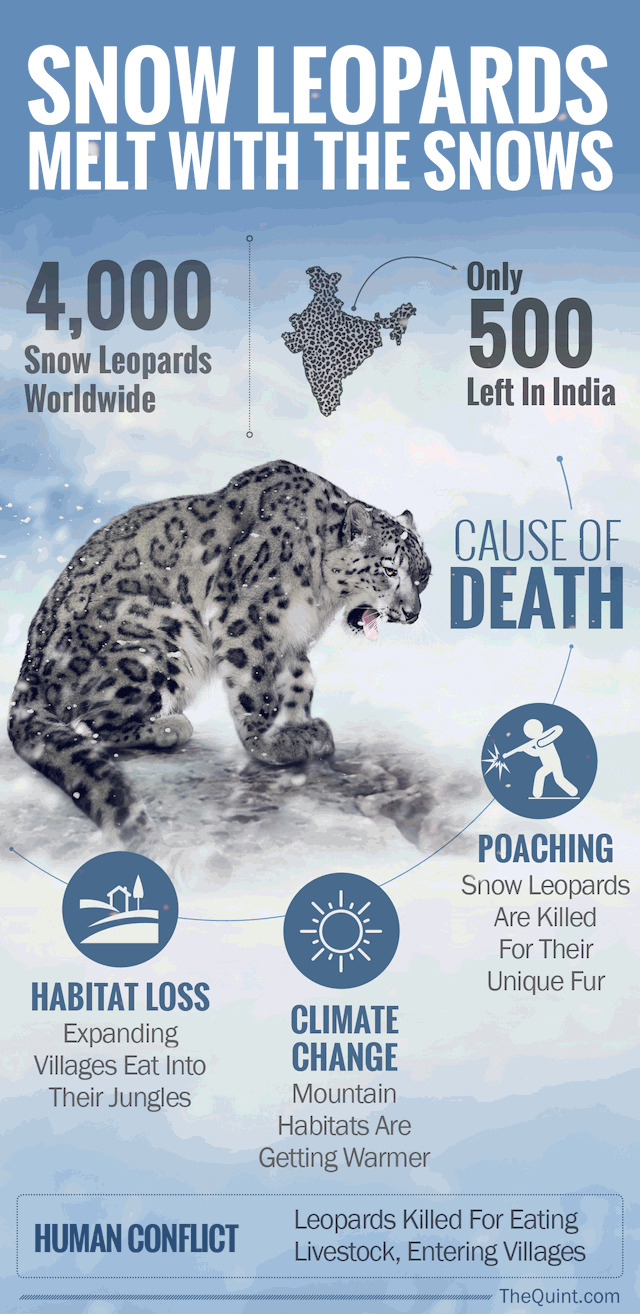 Snow-leopard-infographic-2