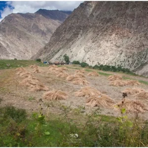 Barley-harvest-in-Charang-village-of-Kinnaur.jpg