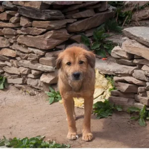Cute-Hupso-gaddi-dog-in-Charang-village-of-Kinnaur.jpg