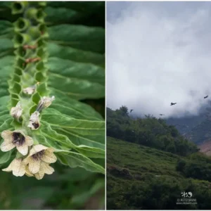Wild-flowers-in-Charang.jpg