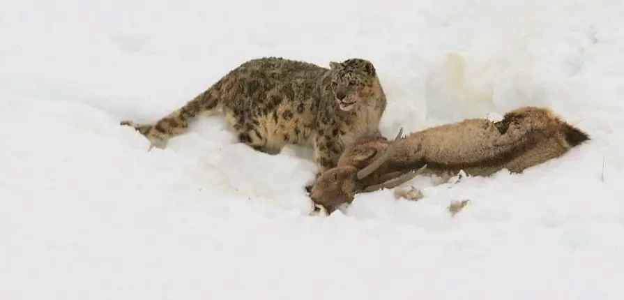 Raacho-Trekkers-Snow-leopard-protecting-his-kill